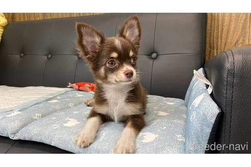 成約済の兵庫県のチワワ(ロングコート)-183481の12枚目